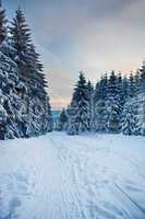 winter forest in mountains