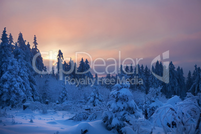 winter forest in mountains