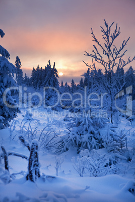 winter forest in mountains