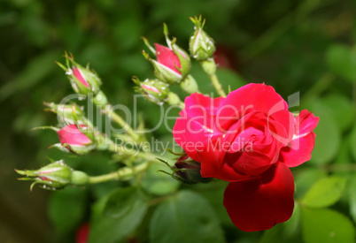 Blooming Red Rose