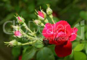 Blooming Red Rose