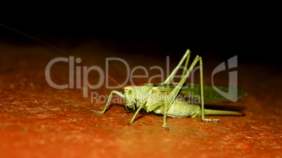 Locusts at night