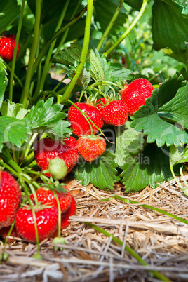 Closeup of fresh organic strawberries