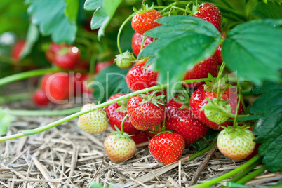 Closeup of fresh organic strawberries