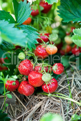 Closeup of fresh organic strawberries