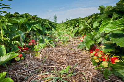 Closeup of fresh organic strawberries