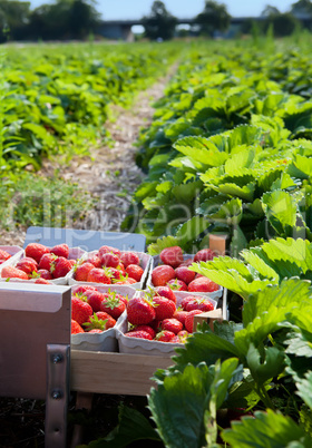 Closeup of fresh organic strawberries