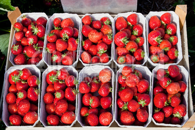 Closeup of fresh organic strawberries