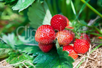 Closeup of fresh organic strawberries