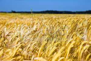 field of wheat over blue sky