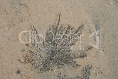 Krabbenspur im Sand