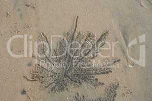 Krabbenspur im Sand