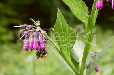 Bumblebee on the flowers