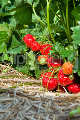 Closeup of fresh organic strawberries