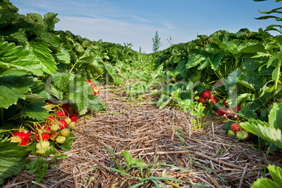 Closeup of fresh organic strawberries