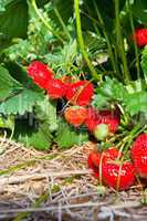 Closeup of fresh organic strawberries