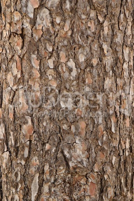Pine tree bark texture