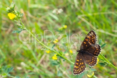 Butterfly among the motley grass