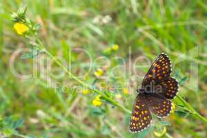 Butterfly among the motley grass