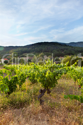 Hill With Vineyard In France