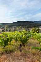 Hill With Vineyard In France