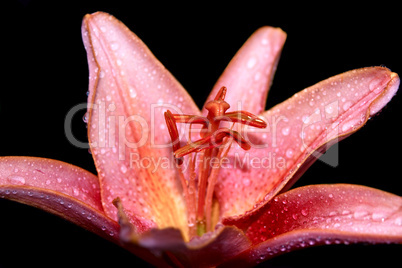 Pink lily isolated