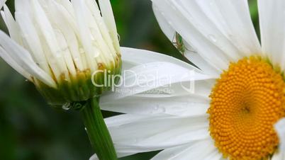 Bug between the petals of chamomile.