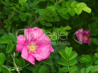 Wild rose