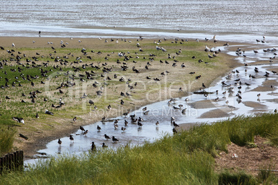 Wattenmeer