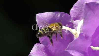 Bellflower - honey bee - Glockenblume - Honigbiene