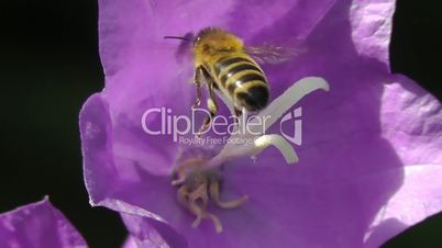 Bellflower - honey bee - Glockenblume - Honigbiene