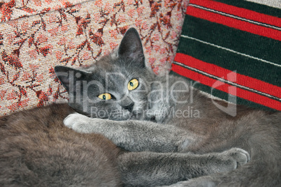 Two cats resting on a chair