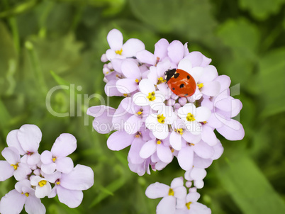 ladybug