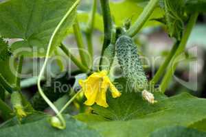 Cucumbers in greenhouse