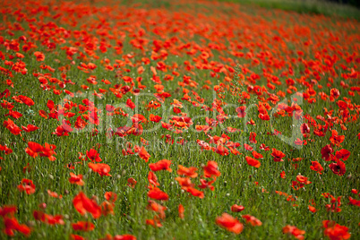 Roter Mohn Roter Mohn