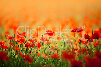 Roter Mohn