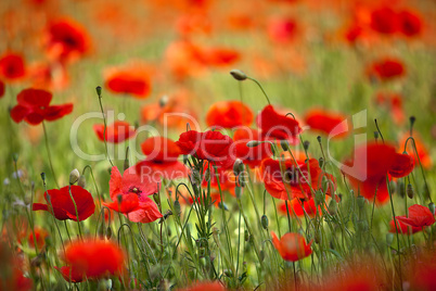 Roter Mohn