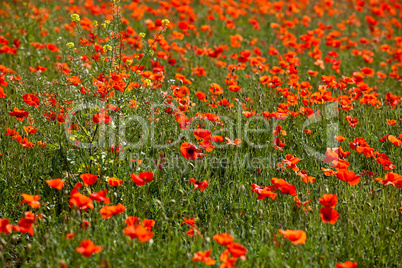 Roter Mohn