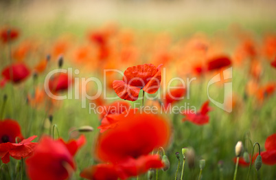 Roter Mohn