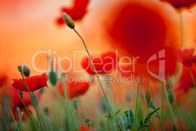 Roter Mohn