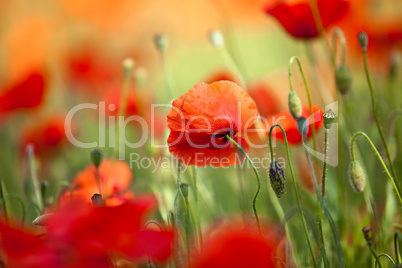 Roter Mohn