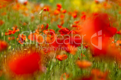 Roter Mohn