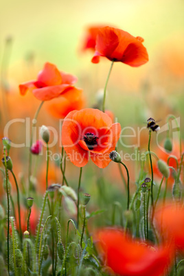 Roter Mohn