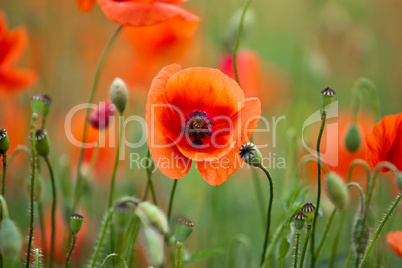 Roter Mohn