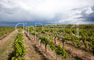 Weinberge in Rheinland Pfalz