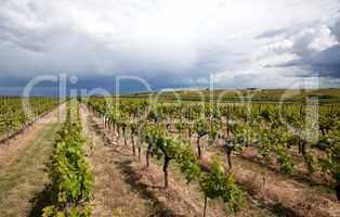 Weinberge in Rheinland Pfalz