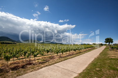 Weinberge in Rheinland Pfalz