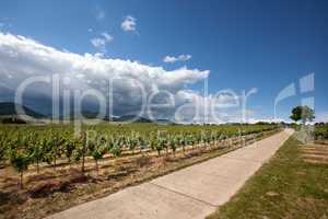 Weinberge in Rheinland Pfalz