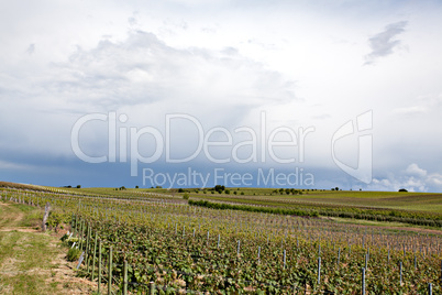 Weinberge in Rheinland Pfalz