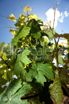 Weinberge in Rheinland Pfalz